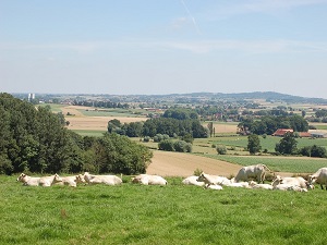 GR®128 Randonnée de Wulverdinghe à Bailleul (Nord) 5