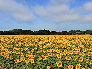 GR364 Randonnée de Château-Guibert aux Sables-d'Olonne (Vendée) 7