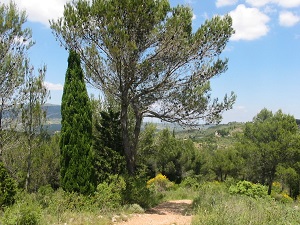 GR36 Randonnée de Ribaute (Aude) à Sournia (Pyrénées-Orientales) 4