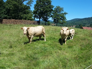 GR®532 De Etueffont (Territoire de Belfort) à Mulhouse (Haut-Rhin) 3