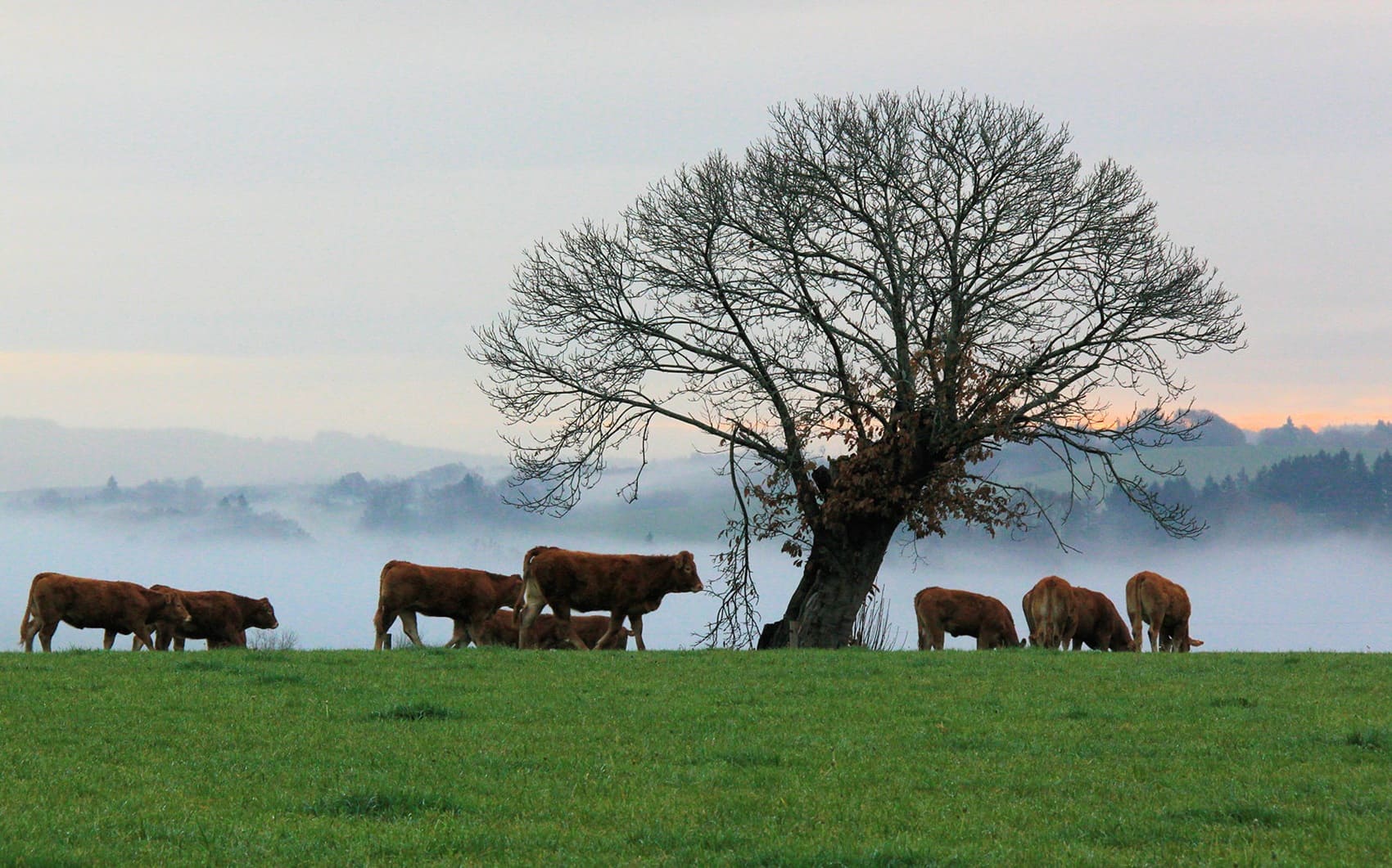 Tour des Monts d'Ambazac (Haute-Vienne)