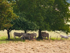 Hiking around the Argonne (Marne, Ardennes, Meuse) 5