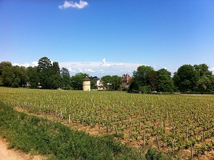 Hiking on Grands Crus trail from Dijon to Santenay (Cote-d'Or) 4