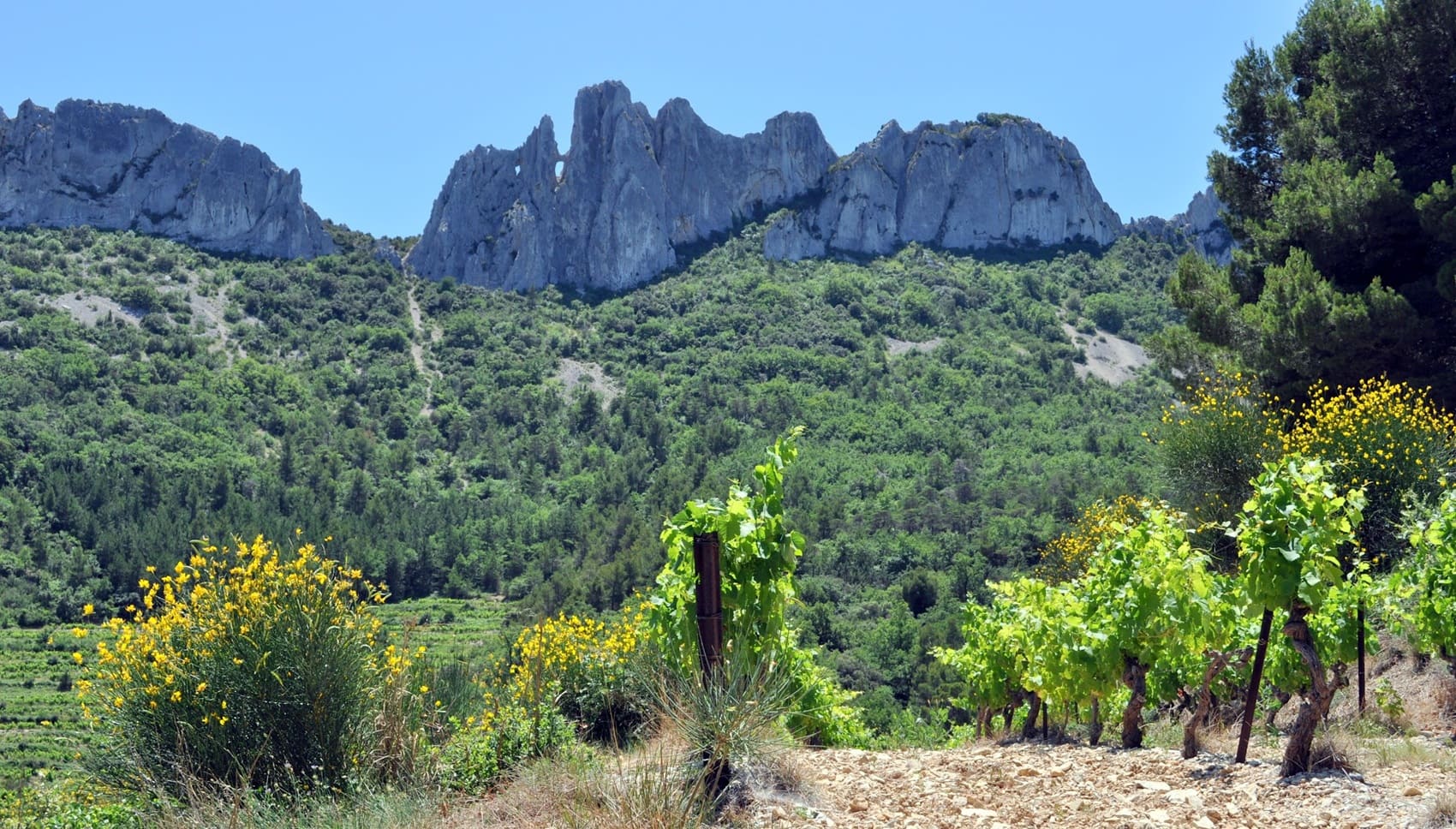 Tour des Dentelles de Montmirail (Vaucluse)