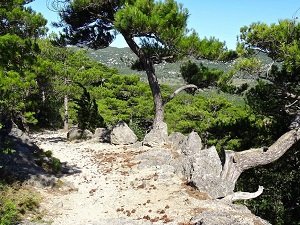 Hiking around Grand Pic St-Loup from Seranne to Herault gorges 7