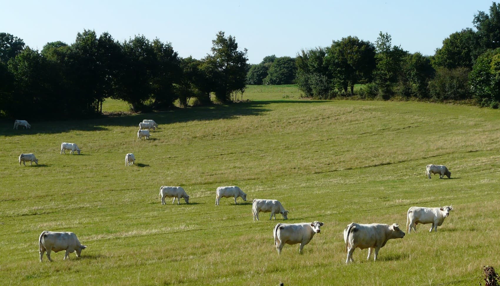 Tour des Puys de Pouzauges (Vendée)