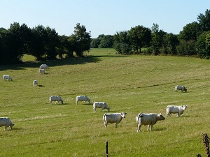 Hiking around Sevre and Maine Hills (Vendee) 5