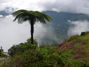 GRR1 Randonnée autour du Piton des Neiges (Ile de la Réunion) 4
