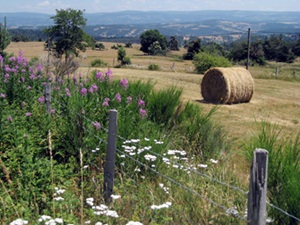 Randonnée de 13km à Aumont-Aubrac en Lozère (Occitanie) 5