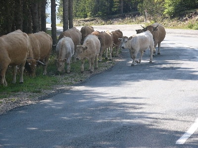 Sur le Chemin Stevenson du Pont-de-Montvert à Florac 2