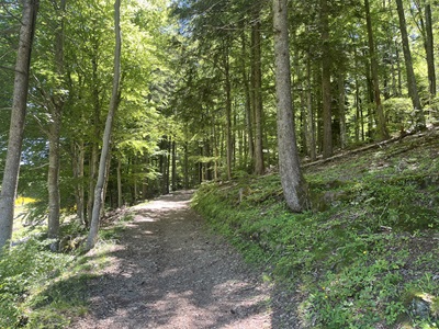 Forêt